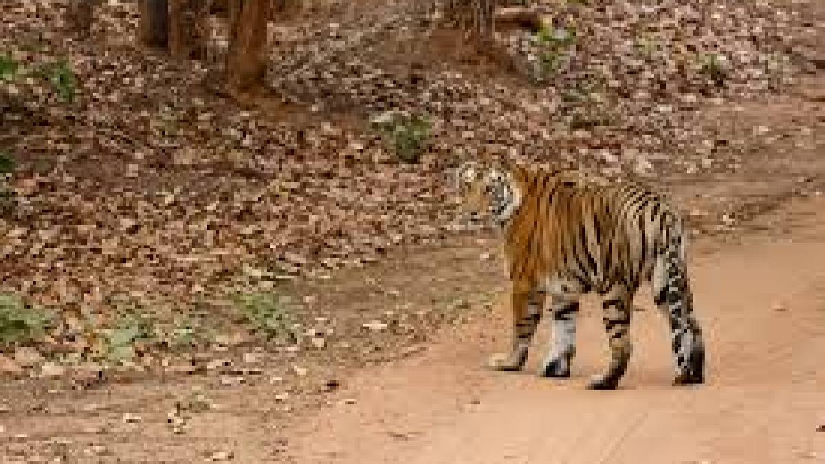 বক্সার জঙ্গলে ফের বাঘের গর্জন, পর্যটকদের জন্য বন্ধ ‘শিকারি রোড’, কড়া নজরদারি