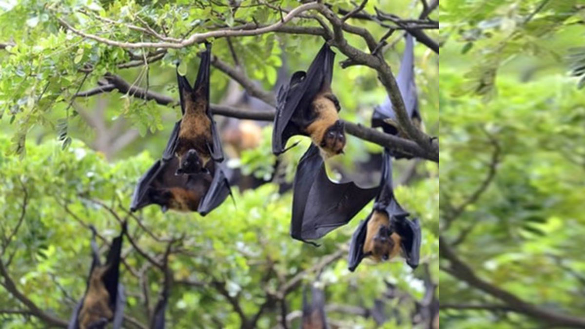 নিপাহ প্রতিরোধে এপ্রিলেই টিকার পরীক্ষা শুরু জাপানি গবেষকদের
