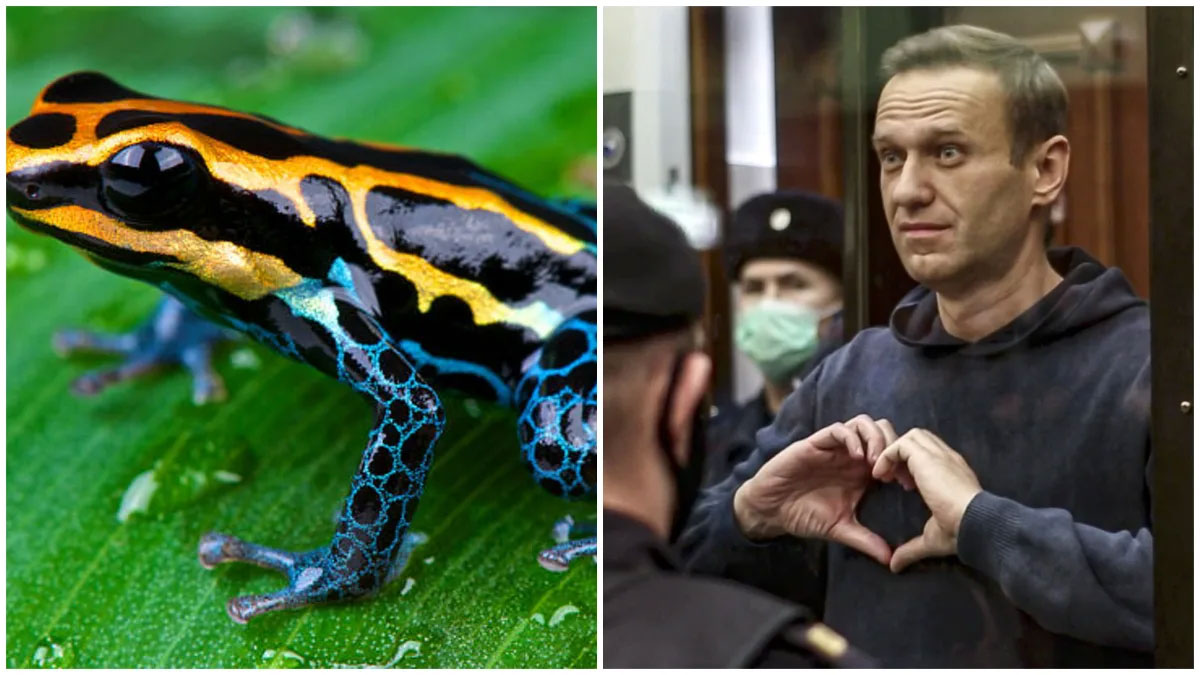 বিষাক্ত ব্যাঙের বিষ প্রয়োগে নাভালনিকে হত্যা, রাশিয়ার বিরুদ্ধে গুরুতর অভিযোগ ইউরোপের পাঁচ দেশের