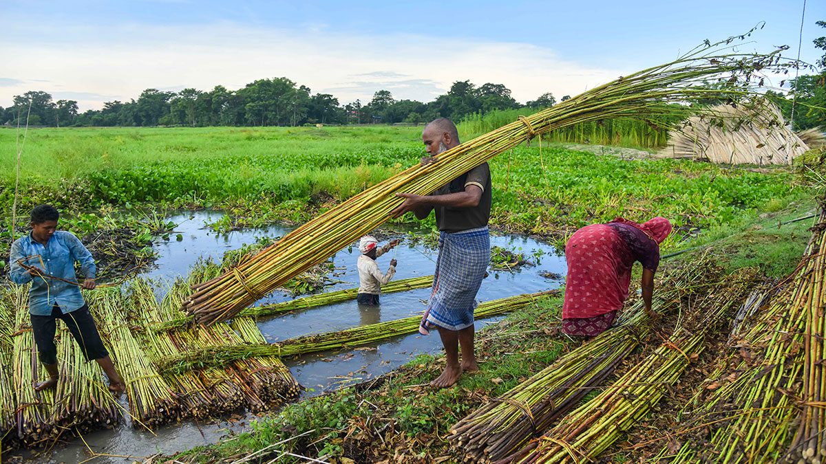 কুইন্টাল প্রতি ২৭৫ টাকা বাড়ল পাটের ন্যূনতম সহায়ক মূল্য