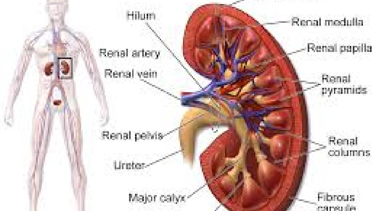 কিডনি চিকিৎসায় নতুন দিগন্ত: কৃত্রিম বুদ্ধিমত্তায় ‘ডিজিটাল টুইন’