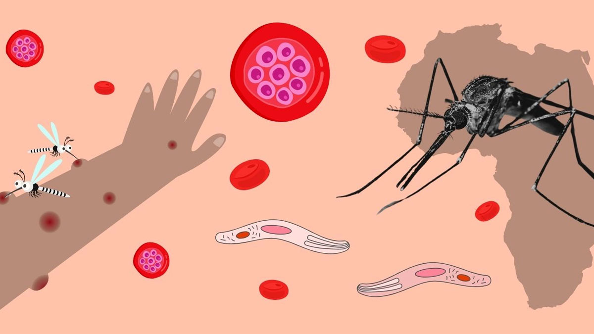 ম্যালেরিয়া: সাফল্য ও সতর্কতা