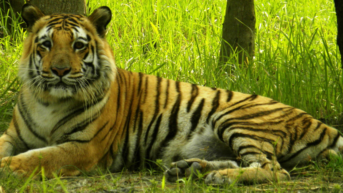 সুন্দরবনে বাঘের হামলা, দু’দিন পর মৎস্যজীবীর রক্তাক্ত দেহ উদ্ধার