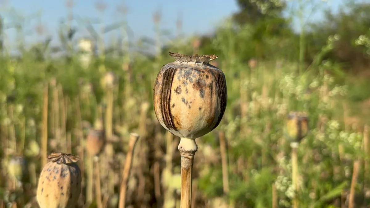 ছত্তিসগড়ে বিজেপি নেতার বিরুদ্ধে আফিম চাষ করার অভিযোগ, সাসপেন্ড করল দল