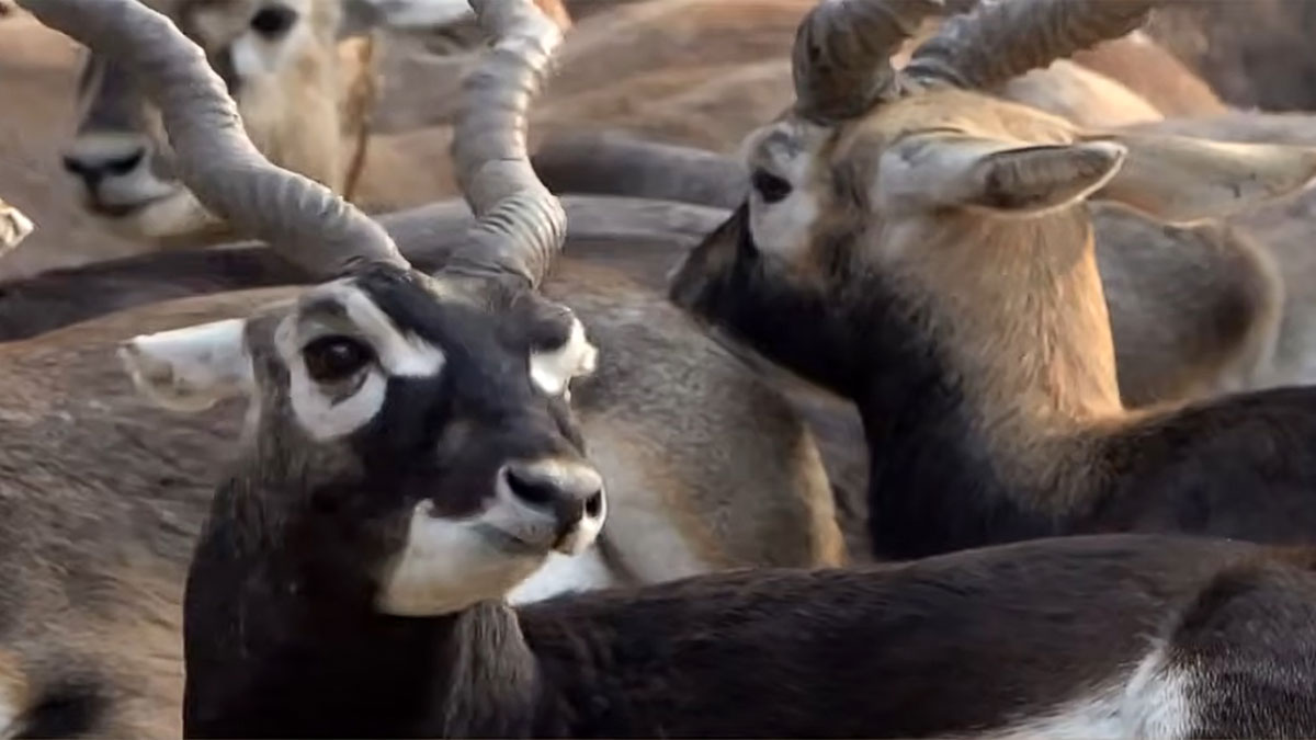 ছত্তিশগড়ে ফিরল কৃষ্ণসার হরিণ, মানুষের উদ্যোগে কমছে মানুষ-হাতি সংঘাত: ‘মন কি বাত’-এ মোদী