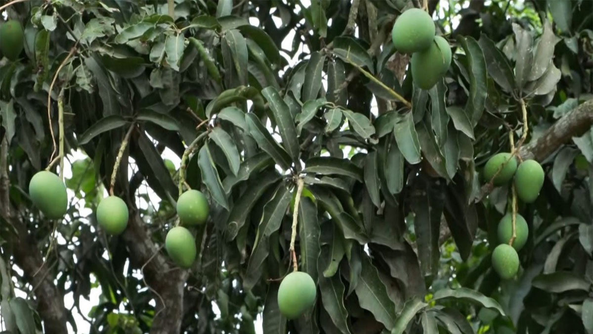 আমের বাজার চাঙ্গা করতে বিমানবন্দর চালুর দাবি মালদার ব্যবসায়ীদের