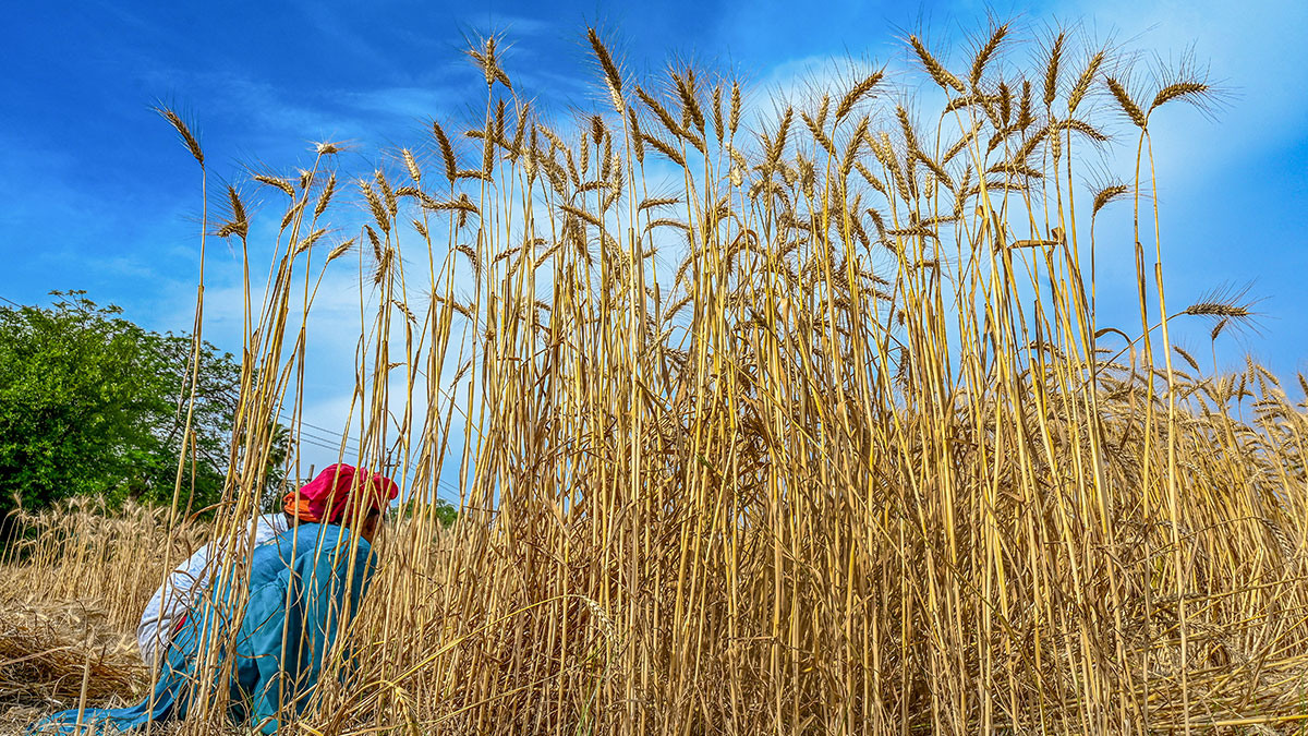 পশ্চিম এশিয়ার সংঘাত দীর্ঘস্থায়ী হলে বিশ্বে খাদ্যের দাম বাড়ার আশঙ্কা