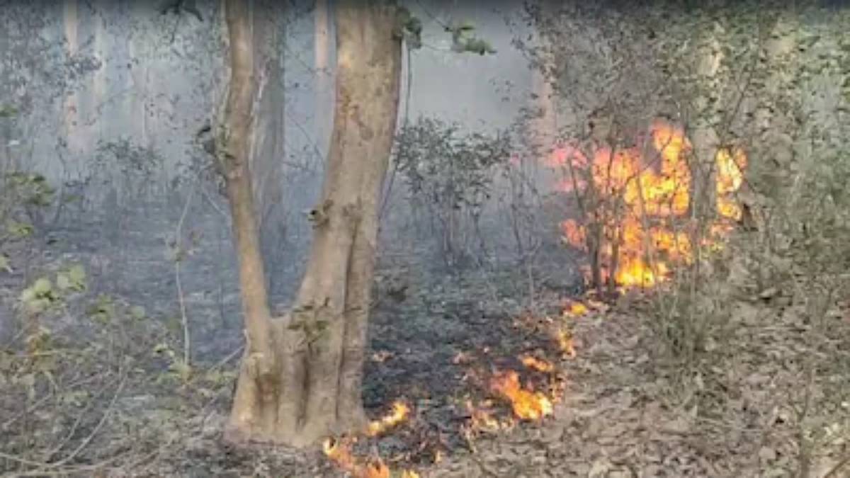 ভয়াবহ দাবানল উত্তরাখণ্ডে মৃত ২, বিপাকে চারধামে যাওয়া পুণ্যার্থীরা