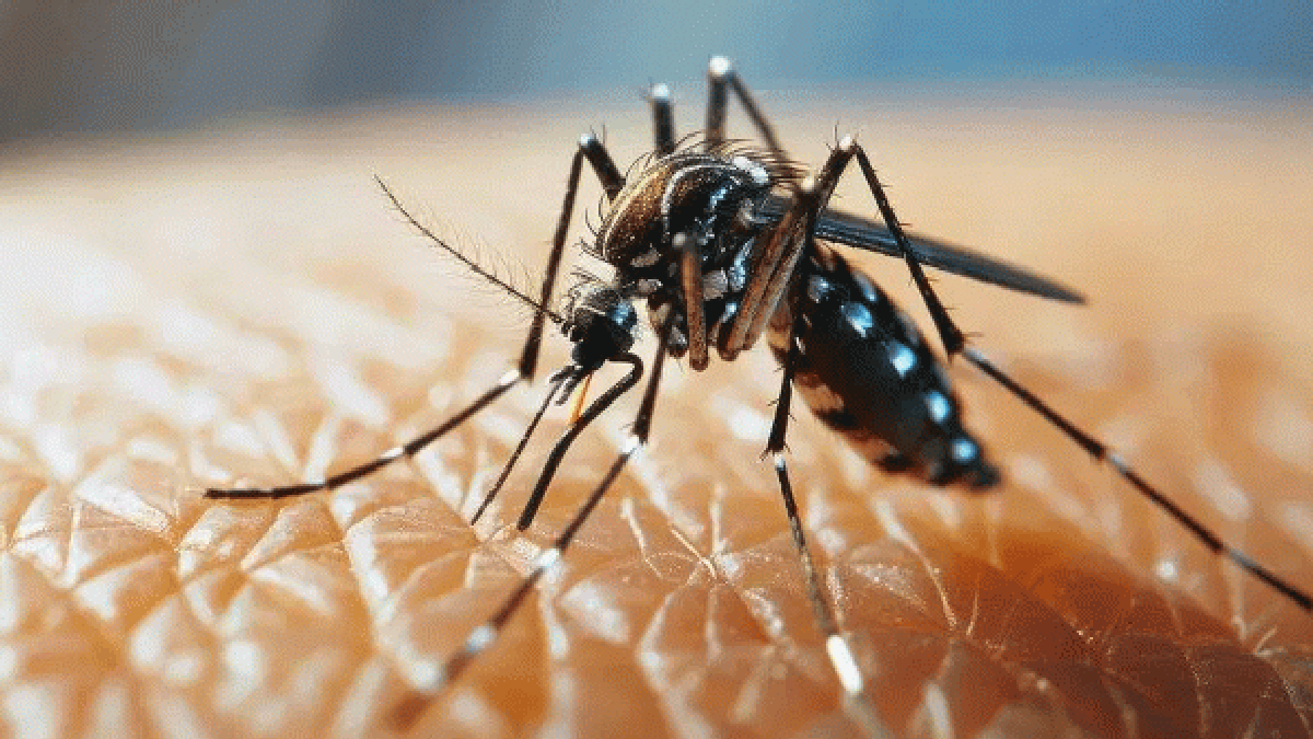 চিকুনগুনিয়া রুখতে কার্যকর গোমূত্র, দাবি আইআইটি রুরকির গবেষকদের, শুরু বিতর্ক