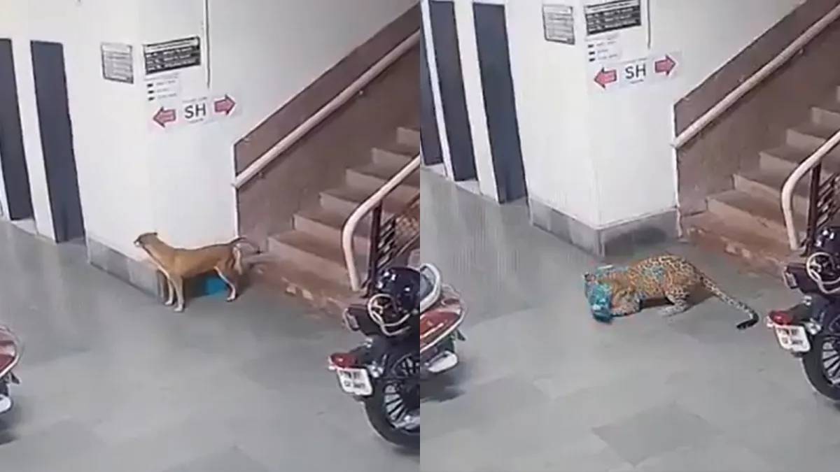 আইআইটি ক্যাম্পাসে ঢুকল চিতাবাঘ, হাড়হিম ঘটনা ধরা পড়ল সিসিটিভি ফুটেজে