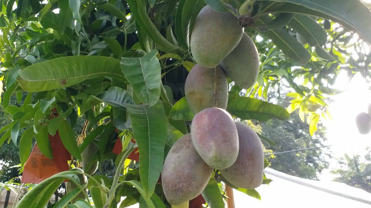 অযোধ্যায় রামের পায়ে দেওয়া হল একলাখি ফল