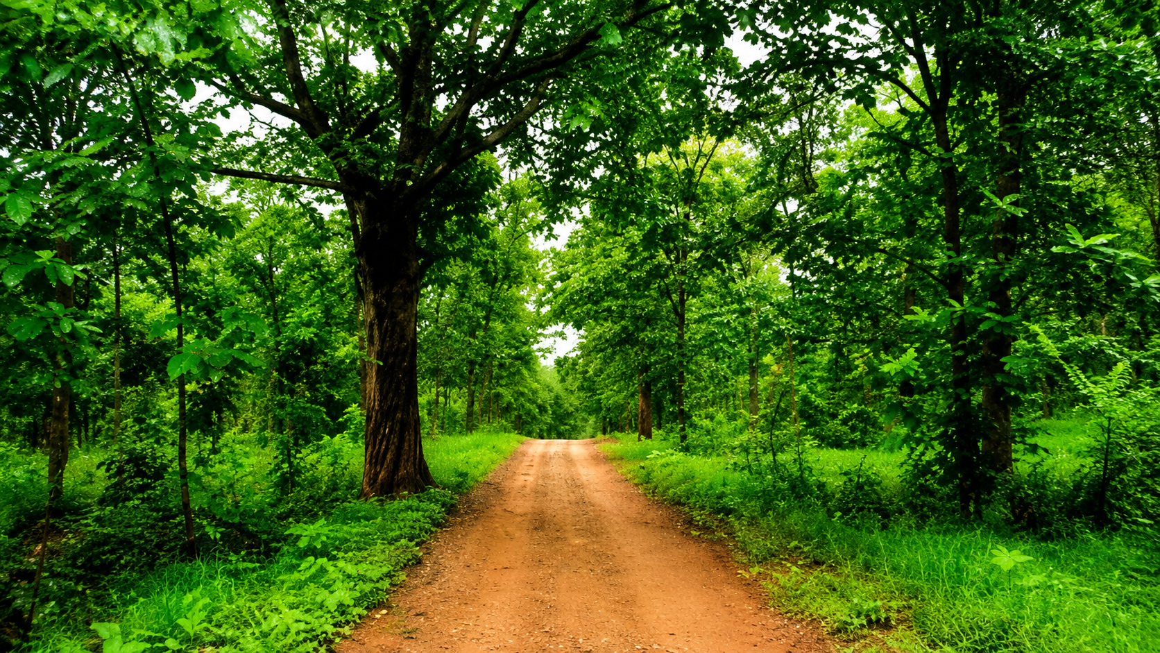 পুরুলিয়ায় এবার দ্বিতীয় সংরক্ষিত বনাঞ্চল: বাঘ, হাতি, নেকড়ের অভয়ারণ্য হতে পারে কোটশিলা-ঝালদার জঙ্গল