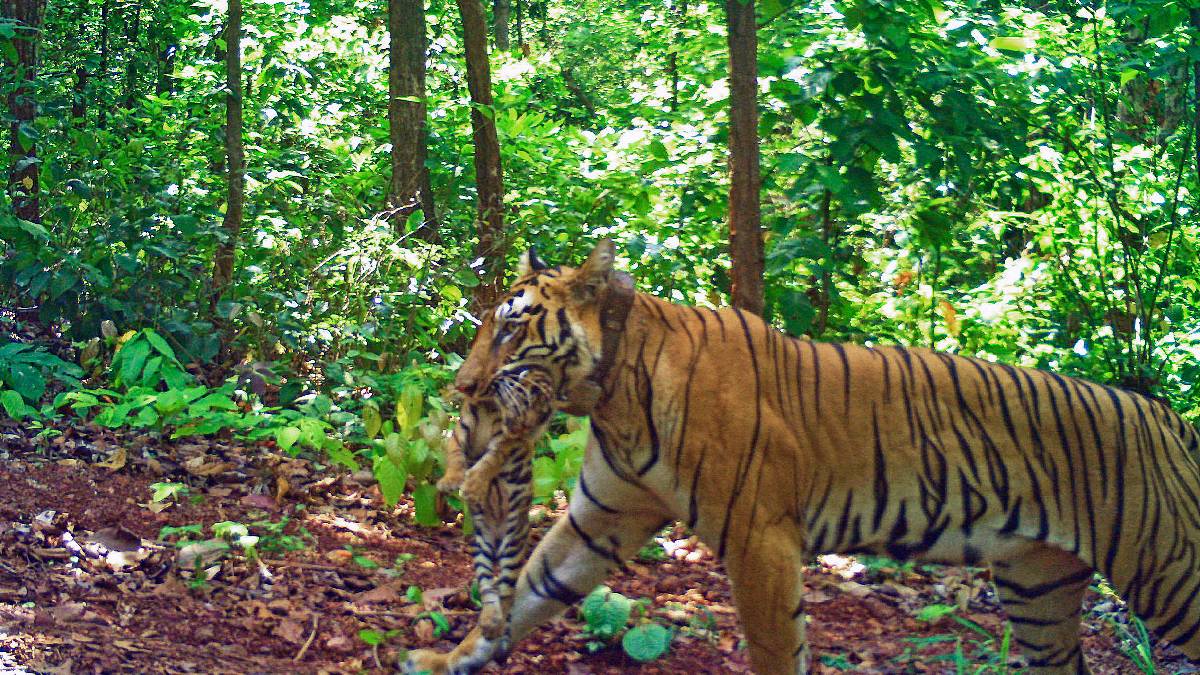 সিমিলিপালে ইতিহাস গড়ল বাঘিনী জিনাত, ৪ শাবকের জন্ম, উচ্ছ্বসিত বনদপ্তর
