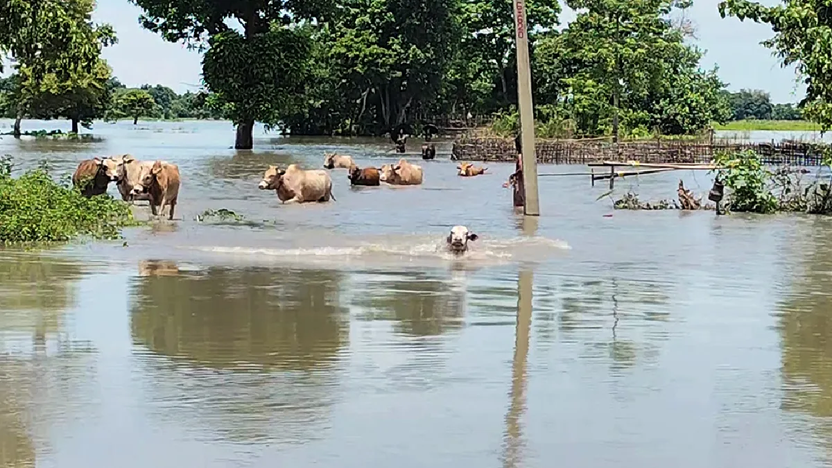অরুণাচলের বৃষ্টিতে বিপর্যস্ত আসাম, বন্যায় মৃত বেড়ে ৪, দুর্ভোগে ৩৭ হাজারের বেশি মানুষ 
