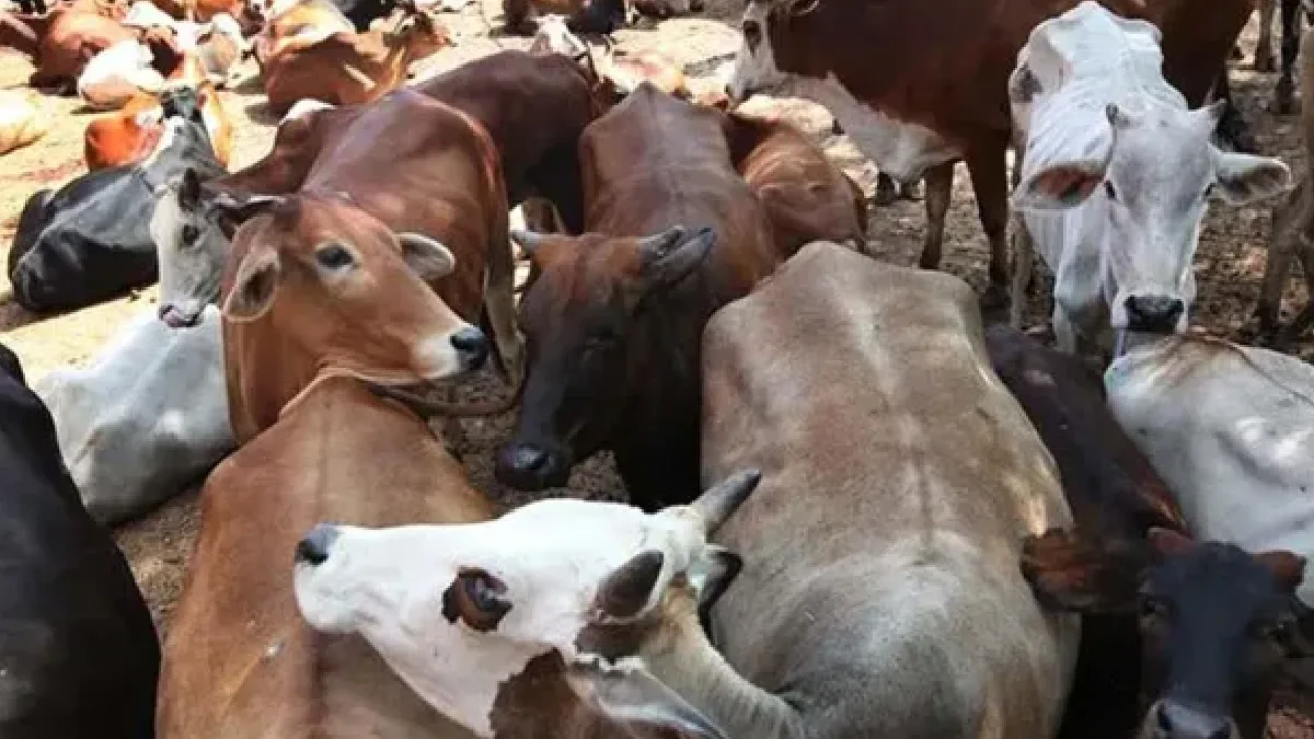 গো-হত্যায় মাদ্রাজ হাইকোর্টের নির্দেশকে চ্যালেঞ্জ, মামলা গেল শীর্ষ আদালতে