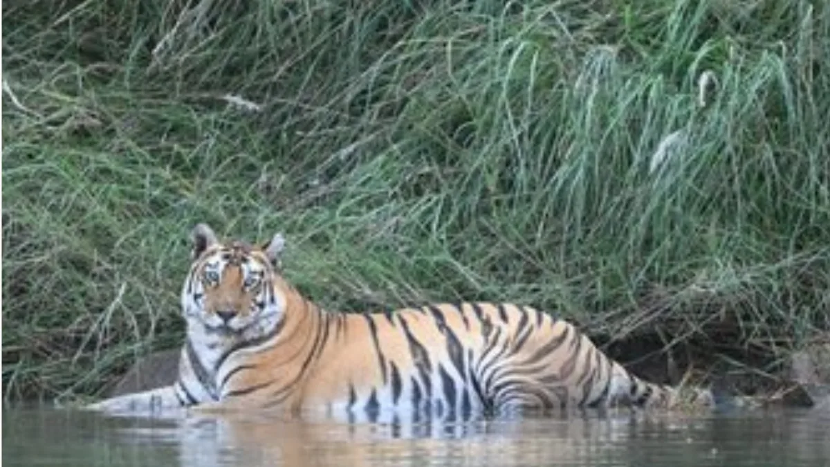 ‘আন্তর্জাতিক ব্যাঘ্র দিবসে’ বনকর্মী-বিজ্ঞানীদের প্রশংসা মোদির