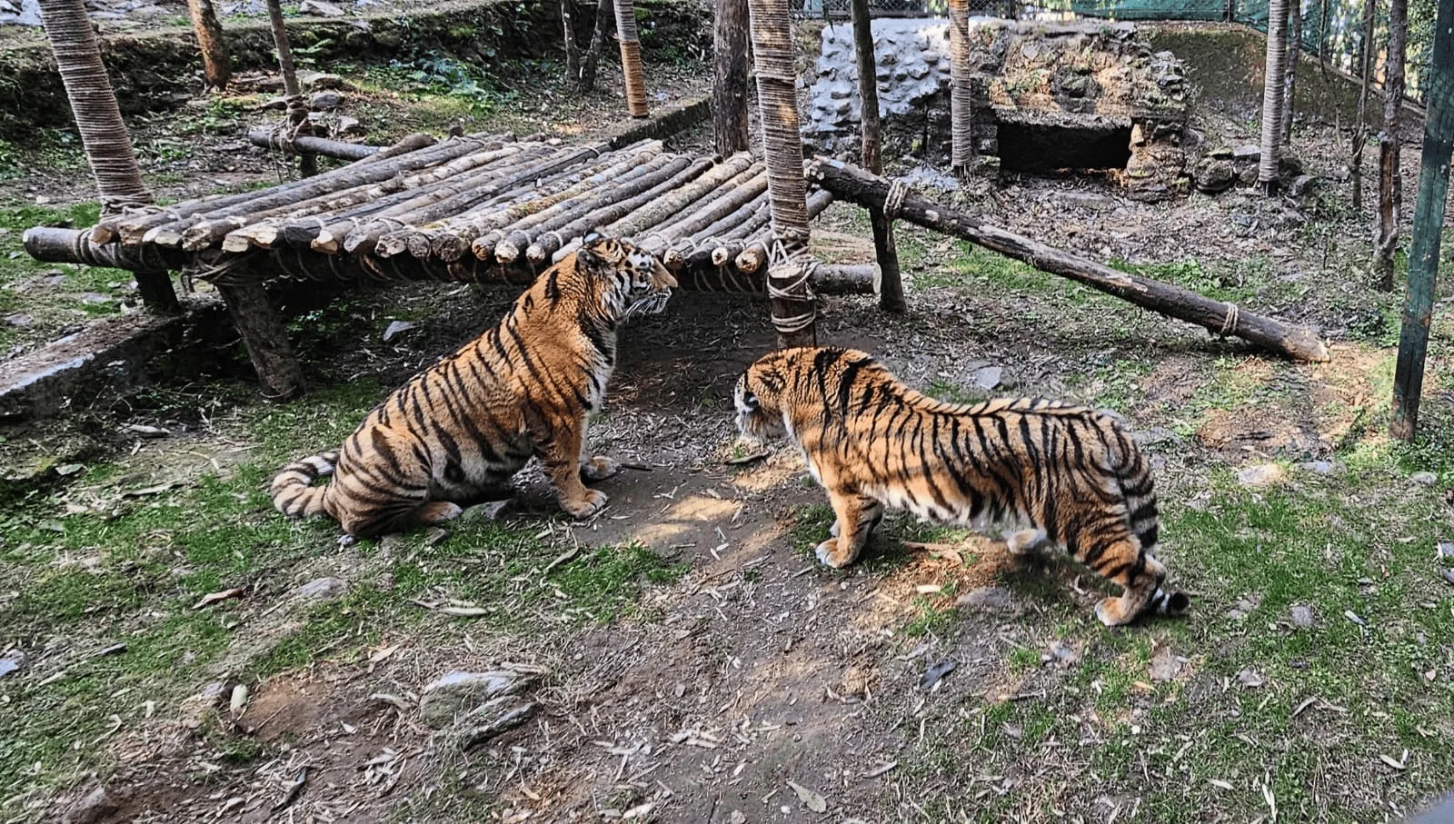 বেঙ্গল সাফারি (SNS)