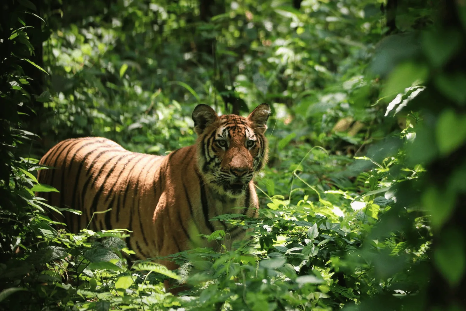 জঙ্গলমহলে এবার ‘রয়্যাল’ গর্জন: বেঙ্গল সাফারি থেকে ঝাড়গ্রামে ৫ বাঘ, তৈরি ১,০০০ একরের মেগা পার্ক