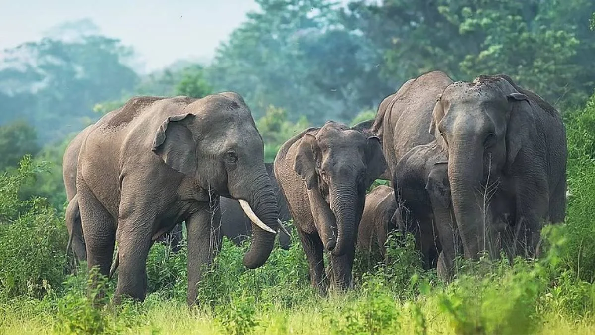 হাতির করিডরে দেওয়াল-কাঁটাতার নয়, দেশজুড়ে সমীক্ষার নির্দেশ সুপ্রিম কোর্টের