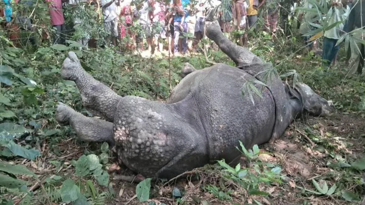শাবককে খুঁজতে লোকালয়ে ঢুকে মৃত্যু গন্ডারের, চাঞ্চল্য ফালাকাটায়