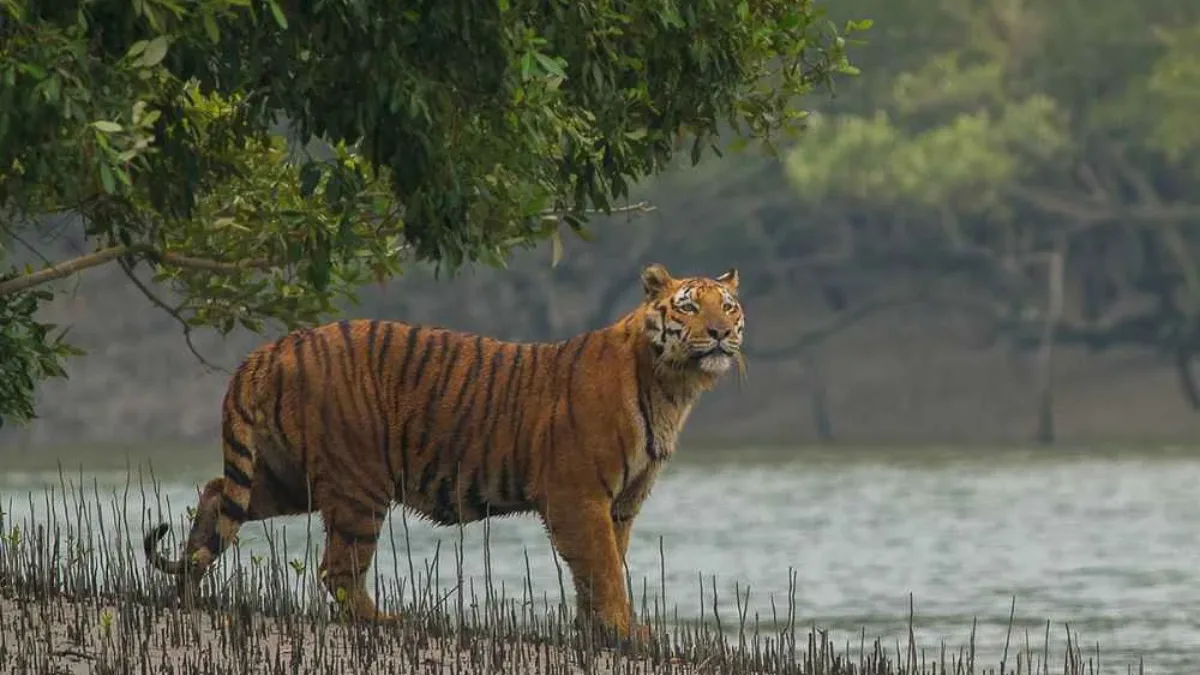 সুন্দরবনের ঝড়খালিতে রইল না একটিও রয়্যাল বেঙ্গল টাইগার