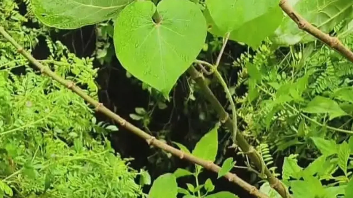 রানিগঞ্জে আবার ধস, ২০ ফুট গভীরে তলিয়ে গেল মাটি