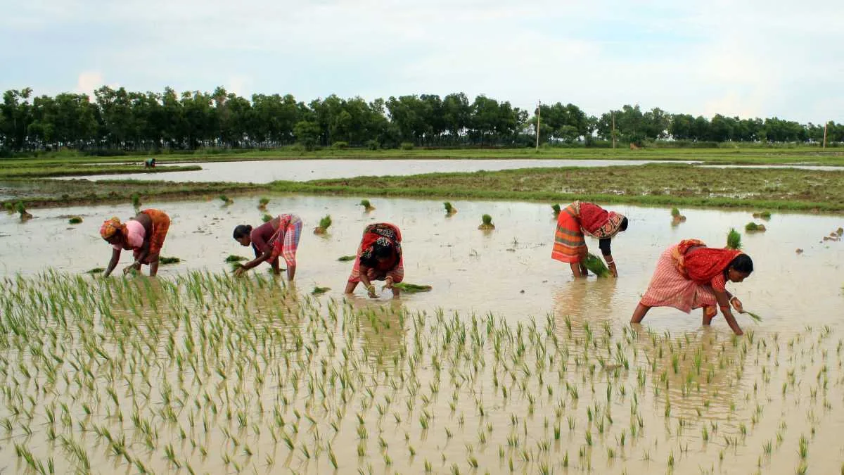 বৃষ্টির ঘাটতি ও কৃষির ভবিষ্যৎ : সতর্ক হওয়া প্রয়োজন