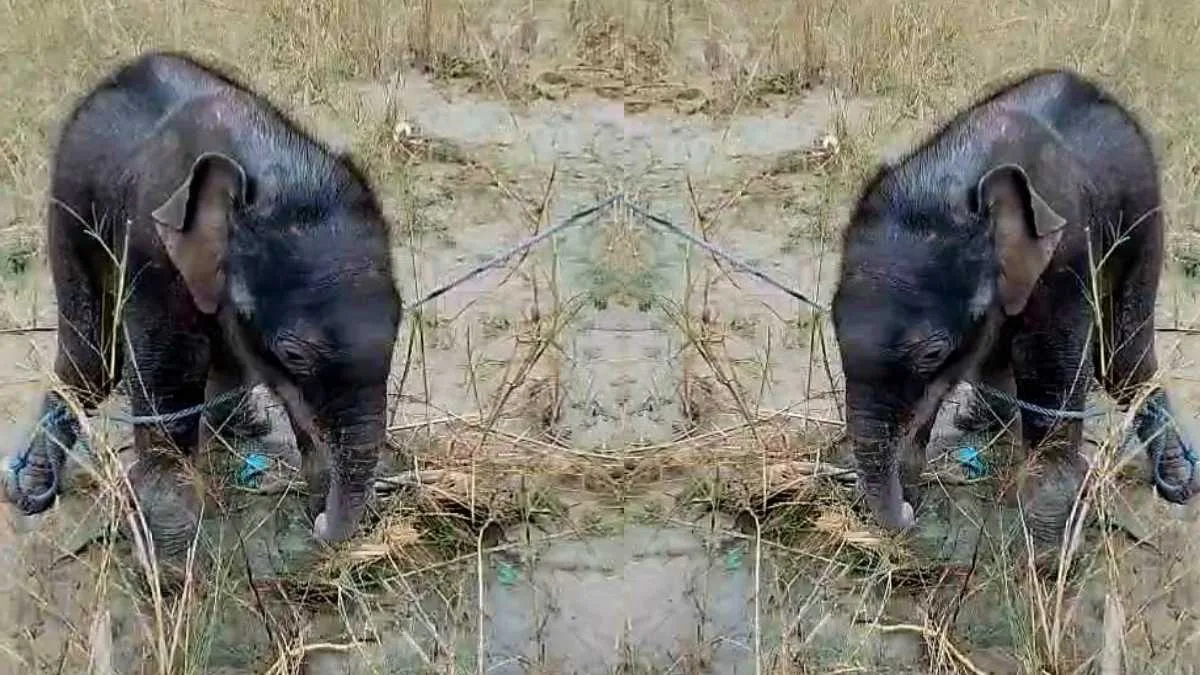 তিস্তার জলে ভেসে যাওয়া হস্তিশাবক উদ্ধার, মৎস্যজীবী এবং বনকর্মীদের দীর্ঘ প্রচেষ্টায় সন্তান ফিরল মায়ের কোলে