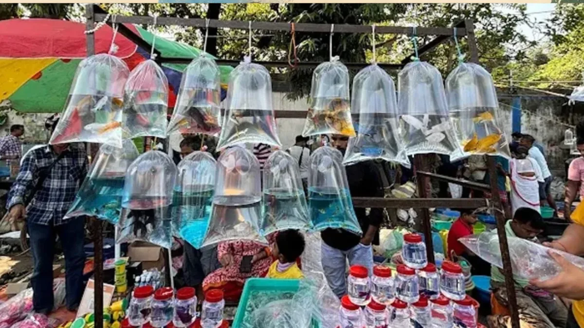 গালিফ স্ট্রিটের পোষ্য বাজারে বেআইনি কেনাবেচা বন্ধের নির্দেশ হাইকোর্টের, আজ থেকেই কড়া নজরদারি