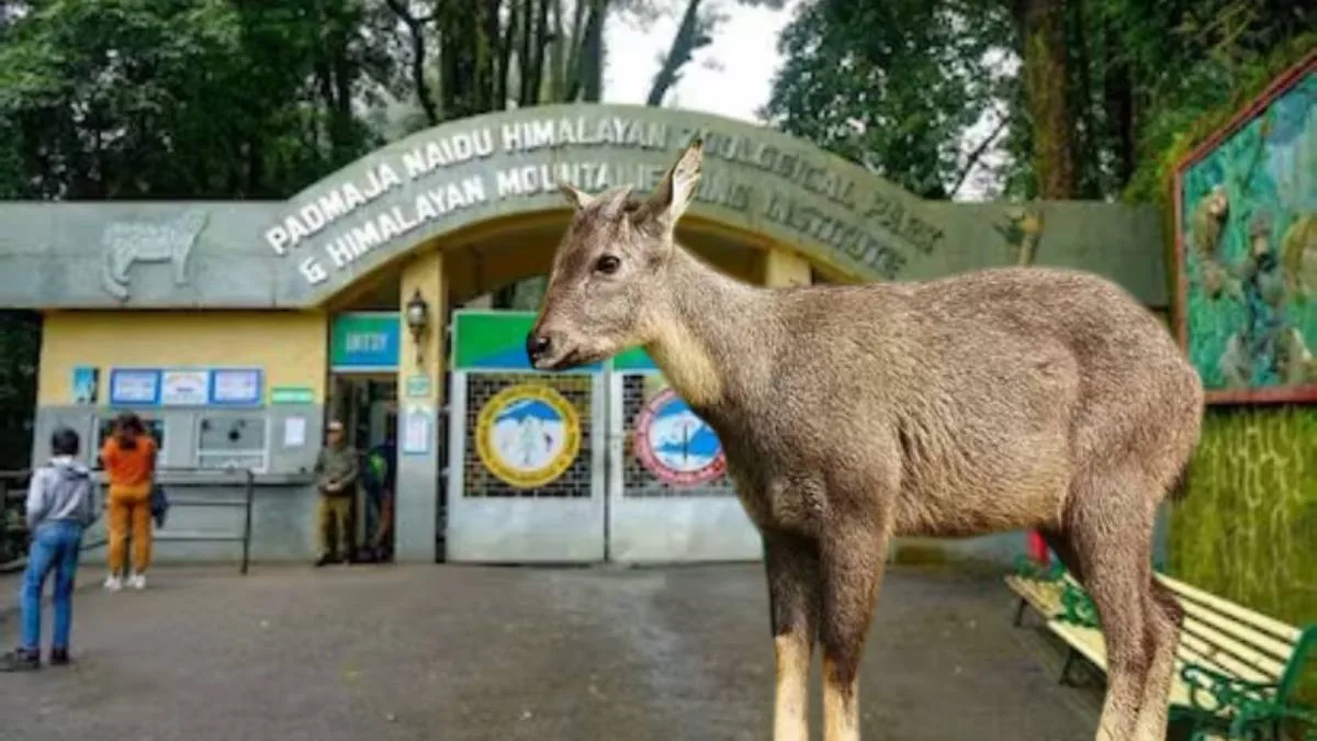 পুজোতে খুশির খবর, দার্জিলিং চিড়িয়াখানায় জন্ম হয়েছে তিন হিমালয়ান গড়াল শাবকের