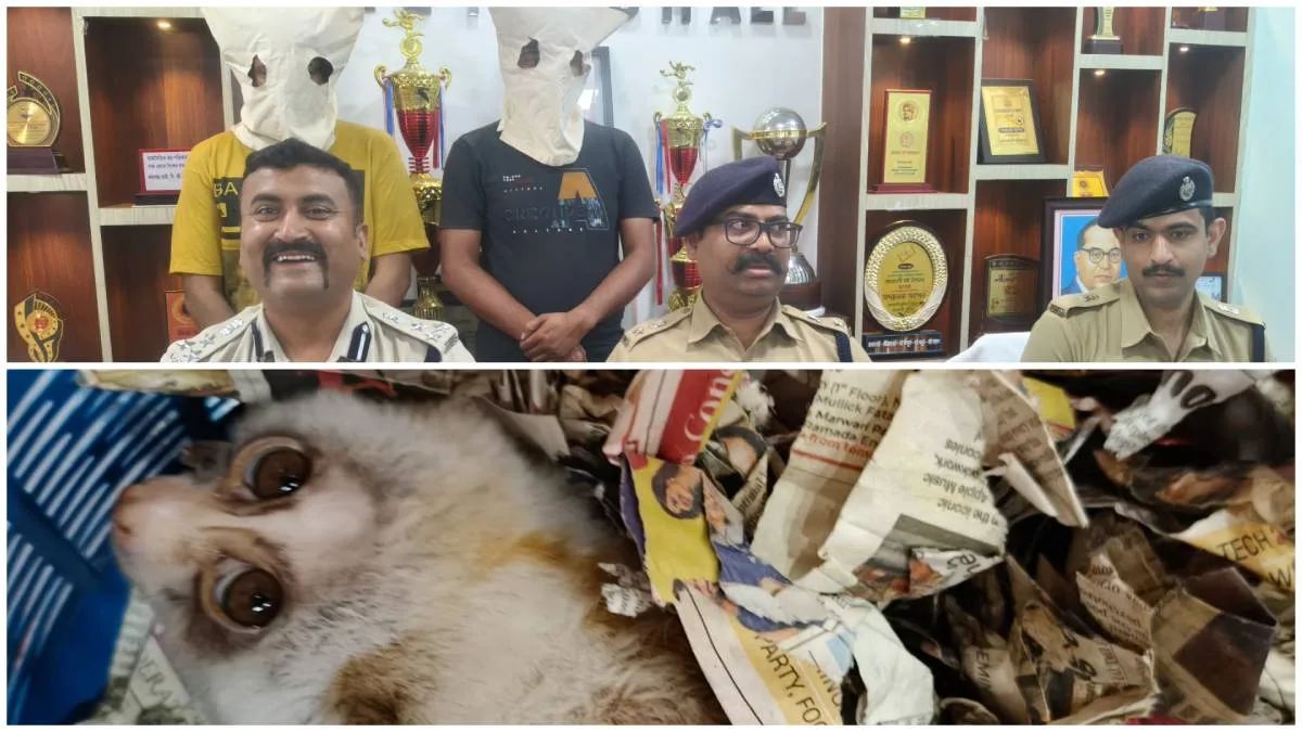 খদ্দের সেজে বিরল প্রজাতির ‘স্লো লরিস’ পাচার আটকাল পুলিশ, গ্রেপ্তার ২