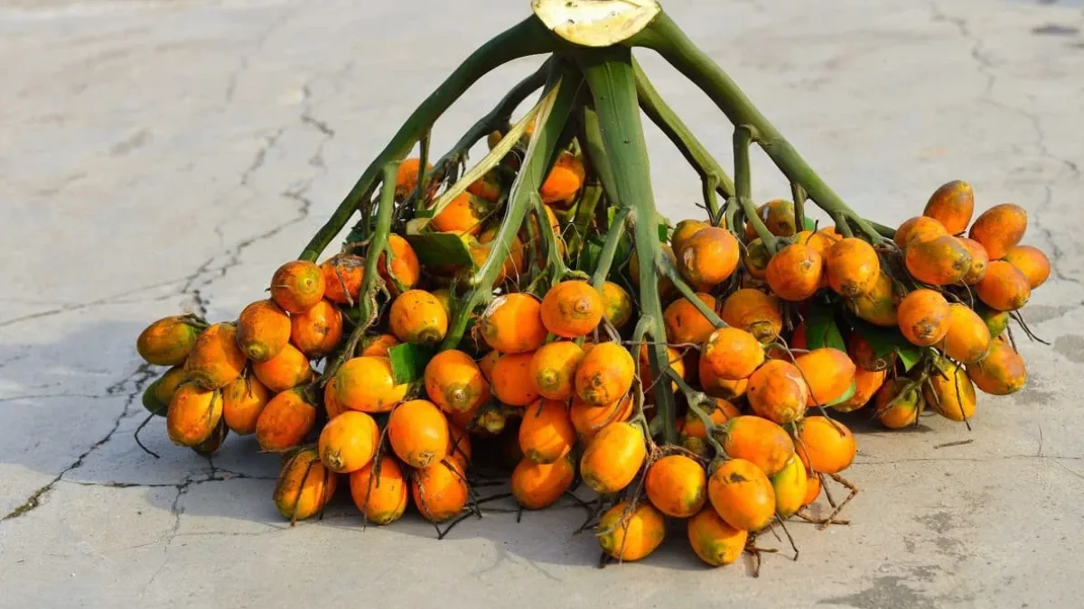 সুপারি পাচার ও জিএসটি ফাঁকির অভিযোগ, উত্তরবঙ্গ-সহ একাধিক জায়গায় ইডির তল্লাশি, উদ্ধার ১.৩ কোটি নগদ